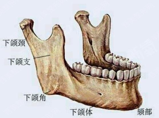 改脸型