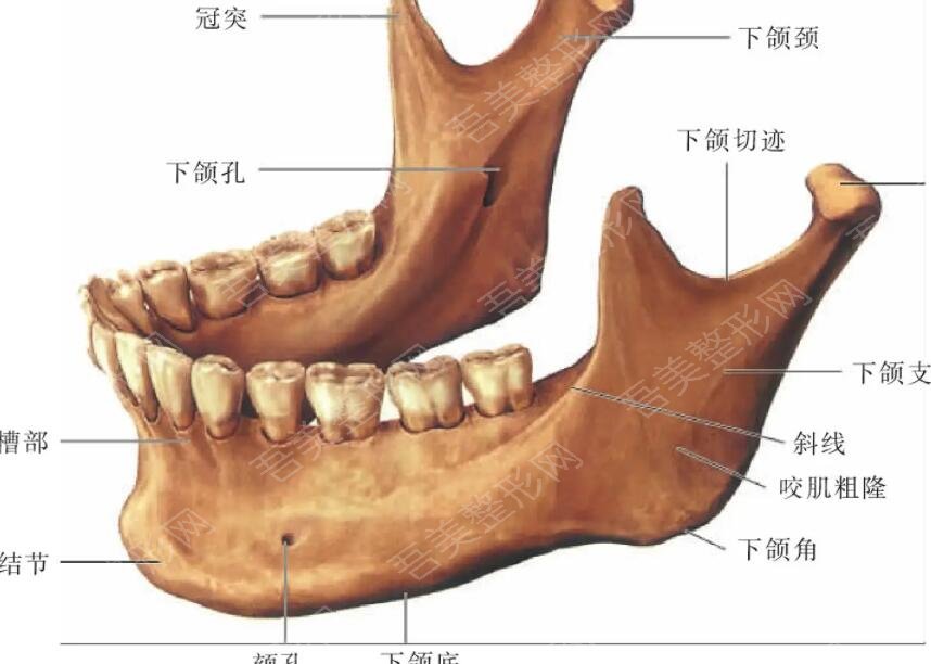 下颌角动漫28.jpg